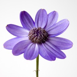Wedding Flowers: Cosmos