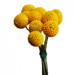 Wedding Flowers: Craspedia