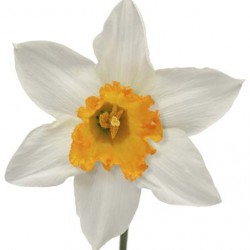 Wedding Flowers: Daffodil