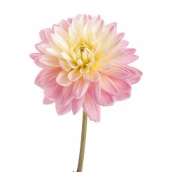 Wedding Flowers: Dahlia