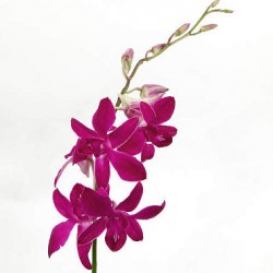 Wedding Flowers: Dendrobium Orchid
