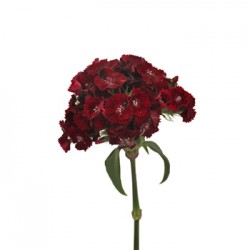 Wedding Flowers: Dianthus