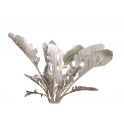 Wedding Flowers: Dusty Miller