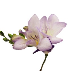 Wedding Flowers: Freesia