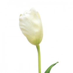 Wedding Flowers: French Tulip