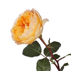 Wedding Flowers: Garden Rose