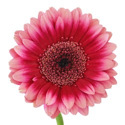Wedding Flowers: Gerbera Daisy