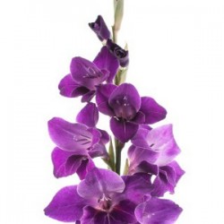 Wedding Flowers: Gladiola