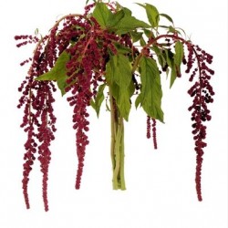 Wedding Flowers: Amaranthus