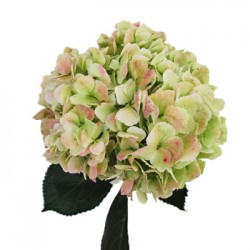 Wedding Flowers: Hydrangea