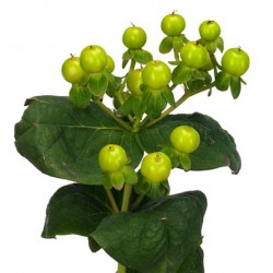 Wedding Flowers: Hypericum