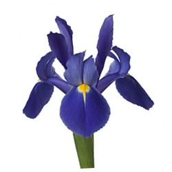 Wedding Flowers: Iris