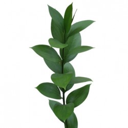 Wedding Flowers: Israeli Ruscus