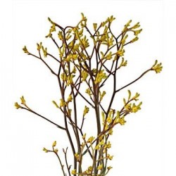 Wedding Florist: Kangaroo Paw