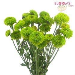Fort Collins Wedding Flowers: Kermit Mum