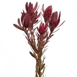 Colorado Wedding Flowers: Leucadendron