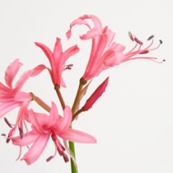 Colorado Wedding Flowers: Nerine Lily