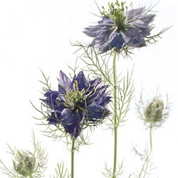 Colorado Wedding Flowers: Nigella