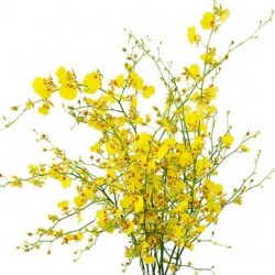 Colorado Wedding Flowers: Oncidium Orchid