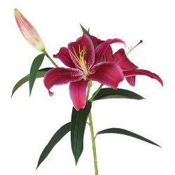 Colorado Wedding Flowers: Oriental Lily