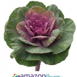 Colorado Wedding Flowers: Kale