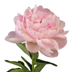 Colorado Wedding Flowers: Peony
