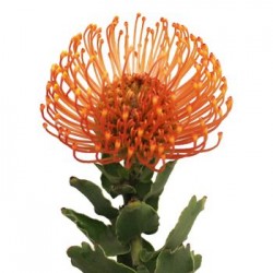 Colorado Wedding Flowers: Pin Cushion Protea