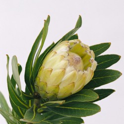 Colorado Wedding Flowers: Protea