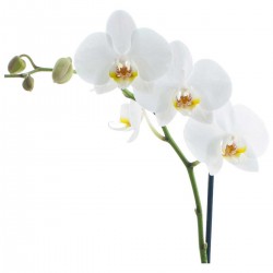 Colorado Wedding Flowers: Phalaenopsis Orchid