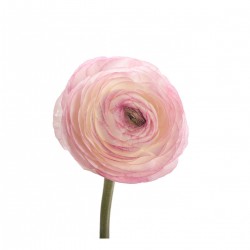 Colorado Wedding Flowers: Rannunculus