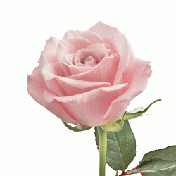 Colorado Wedding Flowers: Rose