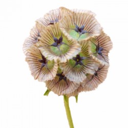 Colorado Wedding Flowers: Scabiosa Pod