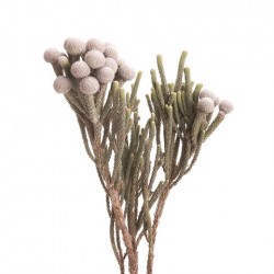 Wedding Flowers: Silver Brunia