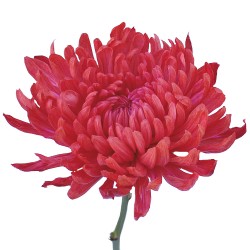 Wedding Flowers: Spider Mum