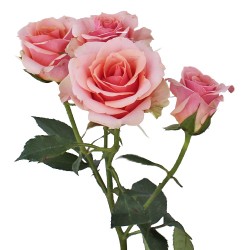 Wedding Flowers: Spray Roses