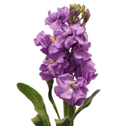 Wedding Flowers: Stock