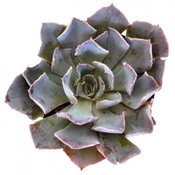 Wedding Flowers: Succulents