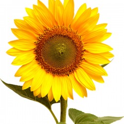 Wedding Flowers: Sunflowers
