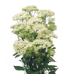 Wedding Flowers: Trachelium