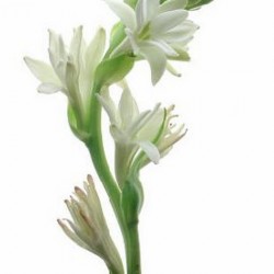 Wedding Flowers: Tuberose
