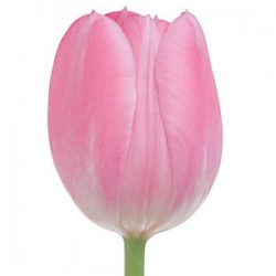 Wedding Flowers: Field Tulip
