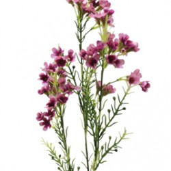 Wedding Flowers: Wax Flower