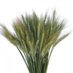 Wedding Flowers: Wheat Grass