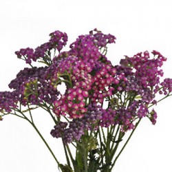 Wedding Flowers: Yarrow