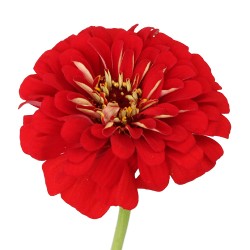 Zinnia