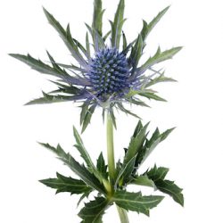 Wedding Flowers - Thistle