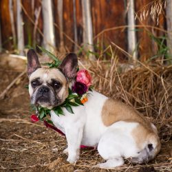 A cute floral collar.