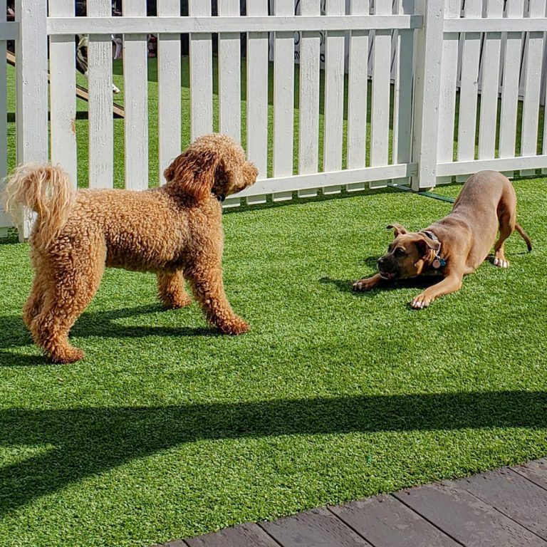 BratPak Dog Kamp
