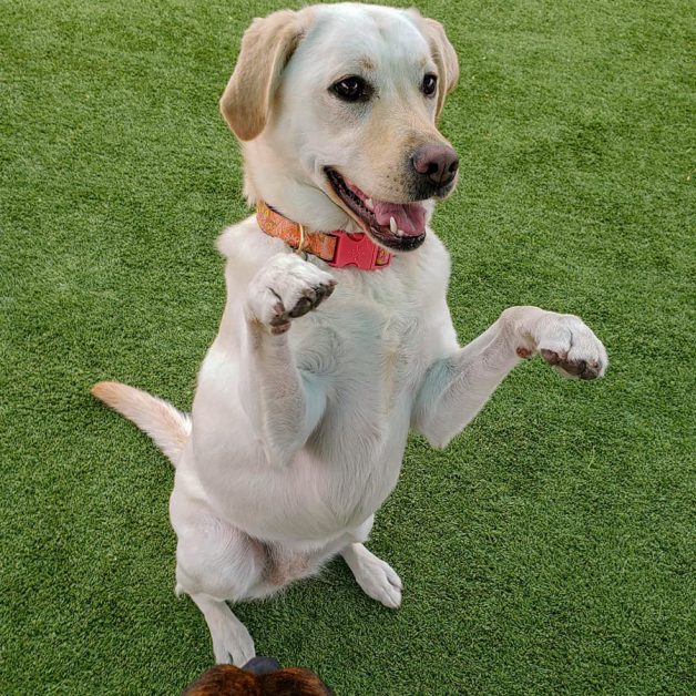 BratPak Dog Kamp