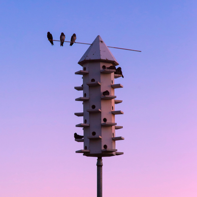 An effective mosquito control technique is by encouraging natural predators of mosquitoes like these purple martins here in Minocqua, WI.